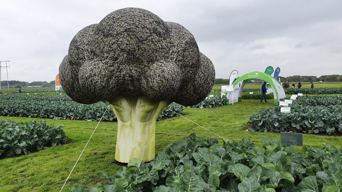 opblaasbare broccoli, blowups, giant inflatable broccoli, uitvergrote broccoli, productvergroting